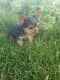 Yorkshire Terrier Puppies for sale in Moroni, UT 84646, USA. price: $1,000