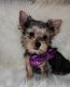 Yorkshire Terrier Puppies for sale in Modesto, CA 95354, USA. price: $2,000