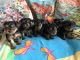 Yorkshire Terrier Puppies for sale in Green Bay, WI, USA. price: $450