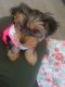 Yorkshire Terrier Puppies for sale in Galt, CA 95632, USA. price: $1,500