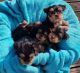 Yorkshire Terrier Puppies for sale in Trenton, NJ, USA. price: NA