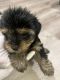 Yorkshire Terrier Puppies for sale in Brooklyn, NY 11224, USA. price: $1,200
