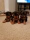 Yorkshire Terrier Puppies for sale in Jacksonville, FL, USA. price: $500