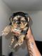 Yorkshire Terrier Puppies for sale in Atlanta, GA, USA. price: $1,200