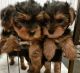 Yorkshire Terrier Puppies for sale in Florida City, FL, USA. price: $500