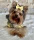 Yorkshire Terrier Puppies for sale in Modesto, CA, USA. price: $2,000