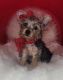 Yorkshire Terrier Puppies for sale in Modesto, CA 95354, USA. price: $200