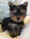 Yorkshire Terrier Puppies for sale in Hyattsville, MD, USA. price: $200
