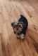 Yorkshire Terrier Puppies for sale in Glenwood Springs, CO 81601, USA. price: $2,000