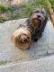 Yorkshire Terrier Puppies for sale in Middletown, DE, USA. price: $1,600