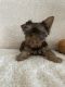Yorkshire Terrier Puppies for sale in Albuquerque, NM, USA. price: $1,800