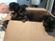 Yorkshire Terrier Puppies for sale in West Jordan, UT, USA. price: $900