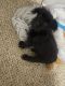 Yorkshire Terrier Puppies for sale in Atlanta, GA, USA. price: $1,000
