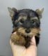Yorkshire Terrier Puppies for sale in Hyannis, Barnstable, MA 02601, USA. price: $1,950