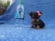 Yorkshire Terrier Puppies for sale in Hacienda Heights, CA, USA. price: $699