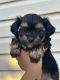 Yorkshire Terrier Puppies for sale in North Ogden, UT, USA. price: $1,200