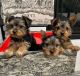 Yorkshire Terrier Puppies for sale in California City, CA, USA. price: $500