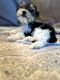 Yorkshire Terrier Puppies for sale in Tempe, AZ, USA. price: $3,500