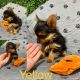 Yorkshire Terrier Puppies for sale in Phoenix, AZ, USA. price: $1,300