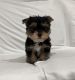 Yorkshire Terrier Puppies for sale in Riverside, CA, USA. price: NA