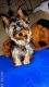 Yorkshire Terrier Puppies for sale in Dallas, TX 75243, USA. price: $2,000