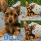Yorkshire Terrier Puppies for sale in Phoenix, AZ, USA. price: $700
