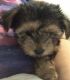 Yorkshire Terrier Puppies for sale in Cleveland, OH, USA. price: $680
