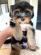 Yorkshire Terrier Puppies for sale in Fort Collins, CO, USA. price: $2,500