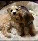 Yorkshire Terrier Puppies for sale in Arlington, TX, USA. price: $700