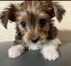 Yorkshire Terrier Puppies for sale in Arlington, TX, USA. price: $800