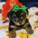 Yorkshire Terrier Puppies for sale in Greenville, TX, USA. price: $1,200