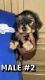 Yorkshire Terrier Puppies for sale in Tucson, AZ, USA. price: $800