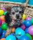 Yorkshire Terrier Puppies for sale in Franklinton, LA 70438, USA. price: $1,000