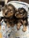 Yorkshire Terrier Puppies for sale in Jacksonville, FL, USA. price: $1,000