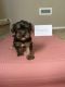 Yorkshire Terrier Puppies for sale in Surprise, AZ, USA. price: $1,500