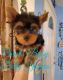 Yorkshire Terrier Puppies for sale in San Antonio, TX, USA. price: $1,500