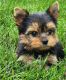 Yorkshire Terrier Puppies for sale in Los Angeles, CA, USA. price: $600