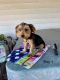 Yorkshire Terrier Puppies for sale in Breckenridge, TX 76424, USA. price: $600