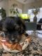 Yorkshire Terrier Puppies for sale in San Antonio, TX, USA. price: $1,200