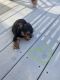 Yorkshire Terrier Puppies for sale in Upper Marlboro, MD 20772, USA. price: $1,700