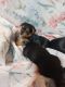 Yorkshire Terrier Puppies for sale in Winnabow, NC, USA. price: $1,000