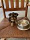 Yorkshire Terrier Puppies for sale in Hattiesburg, MS, USA. price: $800