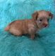 Yorkshire Terrier Puppies for sale in Middletown, DE, USA. price: $900