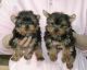 Yorkshire Terrier Puppies for sale in Madison, MS 39110, USA. price: $300
