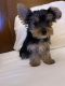 Yorkshire Terrier Puppies for sale in Albuquerque, NM, USA. price: $2,200