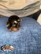 Yorkshire Terrier Puppies for sale in Rochester, NY, USA. price: $1,800