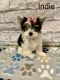 Yorkshire Terrier Puppies for sale in Buckeye, AZ, USA. price: $1,500