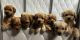 Yorkshire Terrier Puppies for sale in Gardena, CA, USA. price: $650