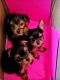 Yorkshire Terrier Puppies for sale in Kaufman, TX, USA. price: NA