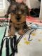 Yorkshire Terrier Puppies for sale in Modesto, CA, USA. price: $1,250